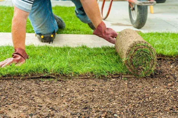 How long after installing sod can you walk on it in Tracy, CA