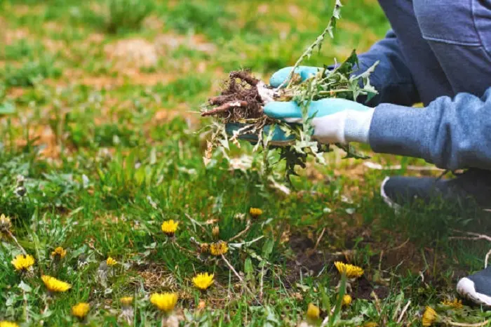 How to clear a yard full of weeds Tracy, CA