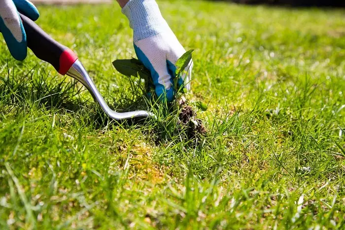 How to clear a yard full of weeds in Tracy, CA